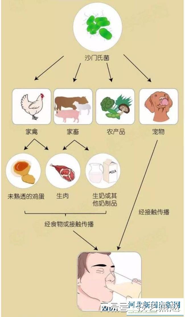 保定疾控最新提醒 預防沙門氏菌感染應這樣做