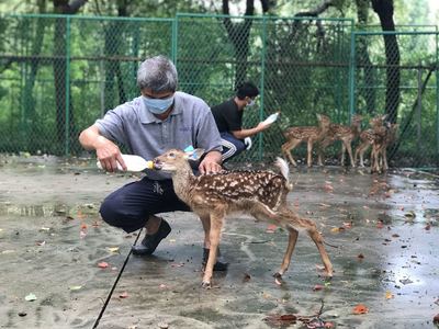梅花鹿制品能否食用？新政出臺帶來轉機，上海松江鹿業迎來“柳暗花明”