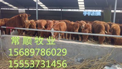 嘉祥縣嘉祥鎮家才經銷點 優質牛種養殖與農村合作社服務