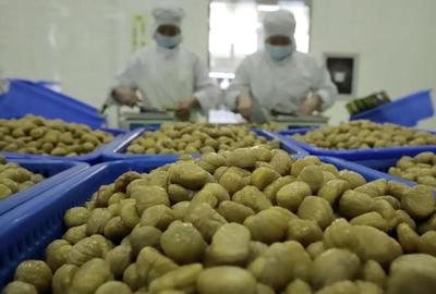 河北遵化 以農產品深加工為引擎，跑出鄉村振興“加速度”